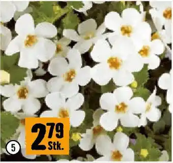 Hornbach Schneeflocke Angebot