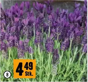 Hornbach Schmetterlingslavendel Angebot
