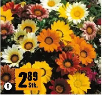 Hornbach Gazania Angebot