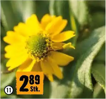 Hornbach Husarenknöpfchen Angebot