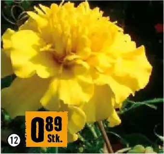 Hornbach Tagetes Angebot