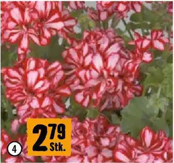 Hornbach Hängende Pelargonie Angebot