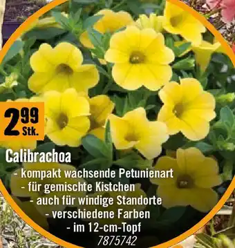 Hornbach Calibrachoa Angebot