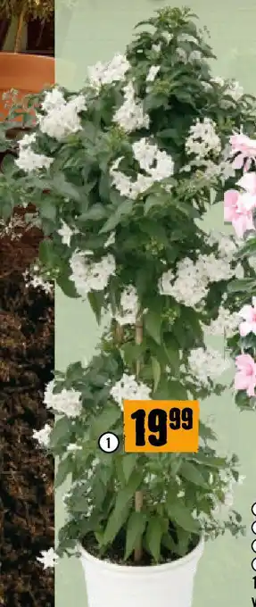 Hornbach Falscher Jasmin Angebot