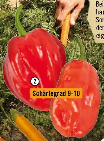 Hornbach Chili Habanero Tropical Red Angebot