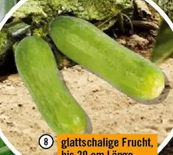 Hornbach Snackgurke Angebot