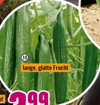 Hornbach Schlangengurke Arola Angebot