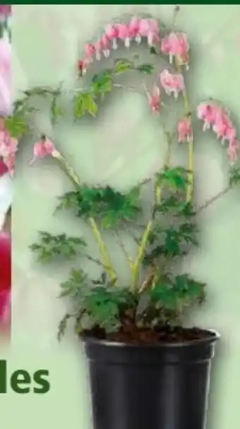 Norma Tränendes Herz Angebot