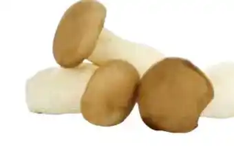 Transgourmet Bio Kräuterseitlinge Angebot