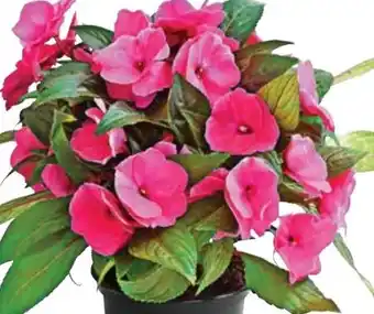 Dehner Edellieschen Angebot