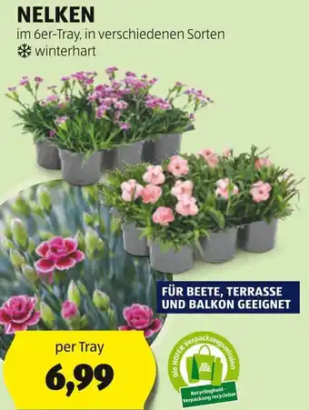 Hofer NELKEN Angebot
