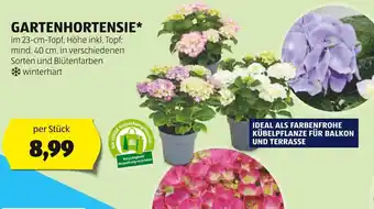 Hofer GARTENHORTENSIE Angebot