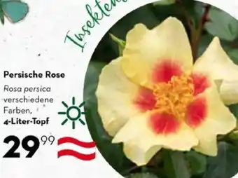 Bellaflora Persische Rose Angebot