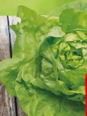 Eurospar Salat Häuptel Angebot