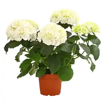 Dehner Hortensie Hydrangea macrophylla Dehner 1 Stück Angebot