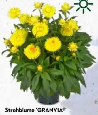 Bellaflora Strohblume 'GRANVIA Angebot