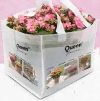 Bellaflora Flammendes Kätchen Outdoor Angebot