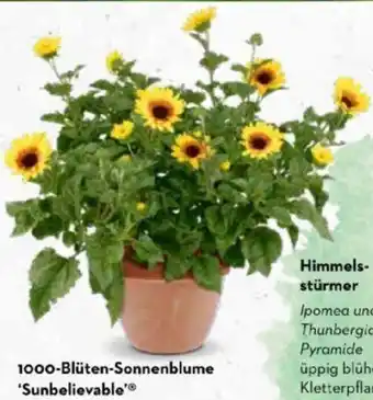 Bellaflora 1000-Blüten-Sonnenblume 'Sunbelievable' Angebot