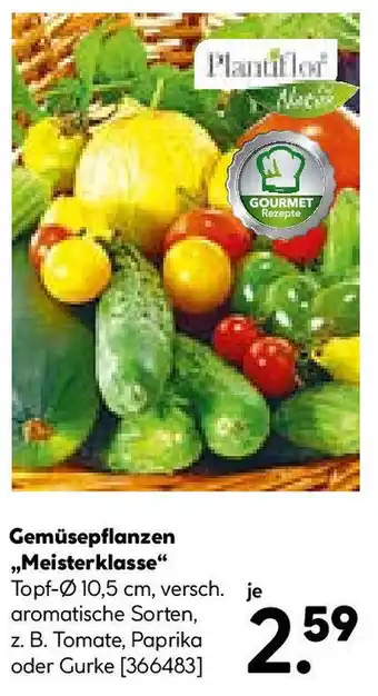 Hellweg Gemüsepflanzen ,,Meisterklasse Angebot