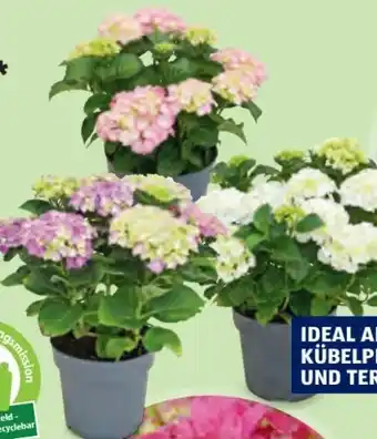 Hofer Gartenhortensien Angebot