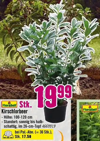 Hornbach Kirschlorbeer Angebot