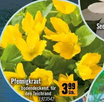 Hornbach Pfennigkraut Angebot