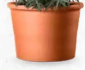 Bellaflora Topf Cilindro Bordato Angebot