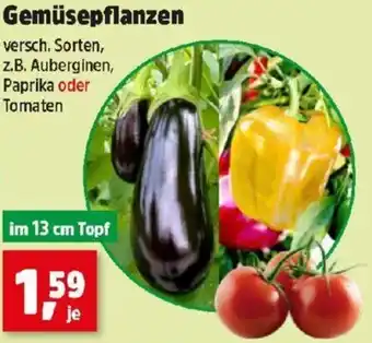 Thomas Philipps Gemüsepflanzen Angebot