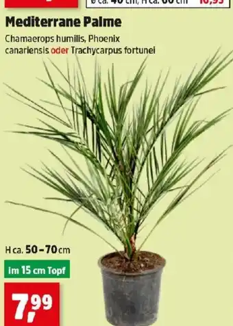 Thomas Philipps Mediterrane Palme Angebot