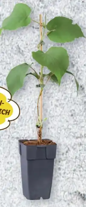 Lidl Kiwipflanze Angebot