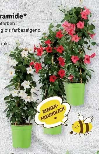 Lidl Dipladenia Rio Pyramide Mix Angebot