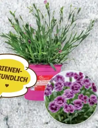 Lidl Dianthus Pink Kisses Angebot