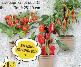 Lidl Gemüsepflanzen Angebot