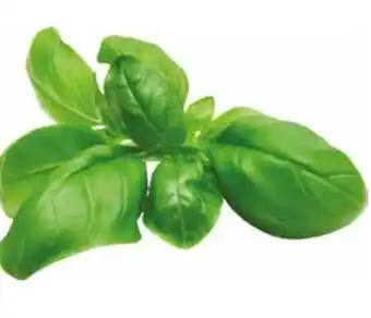 Transgourmet Basilikum Angebot