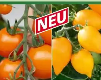 Norma Tomaten Besonderheit Crazy Tomatos Angebot
