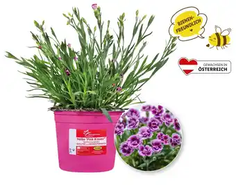 Lidl Dianthus Pink Kisses Lidl 1 Stück Angebot