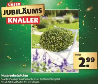 Hagebau Husarenknöpfchen Angebot
