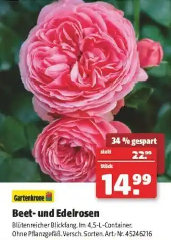 Hagebau Beet- und Edelrosen Angebot