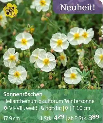 Starkl Sonnenröschen Angebot