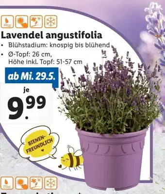 Lidl Lavendel angustifolia Angebot