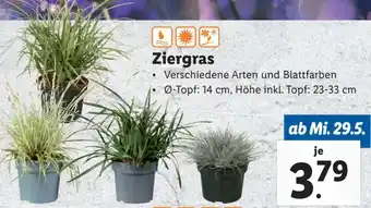 Lidl Ziergras Angebot