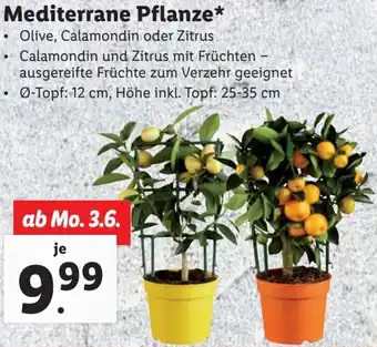 Lidl Mediterrane Pflanze Angebot