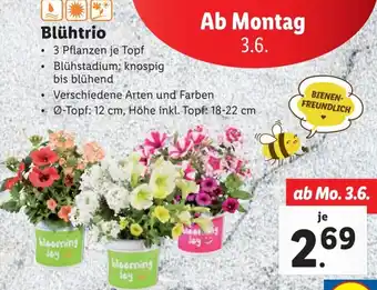 Lidl Blühtrio Angebot