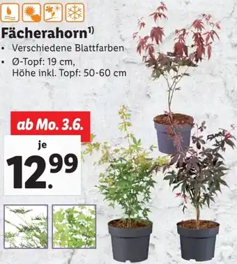Lidl Fächerahorn Angebot
