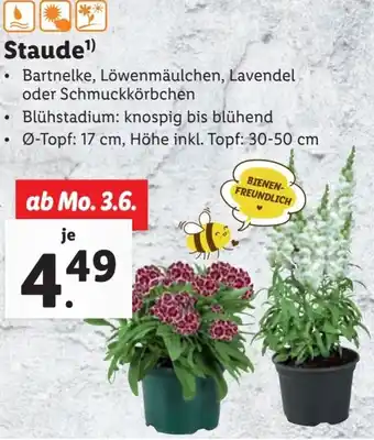 Lidl Staude Angebot