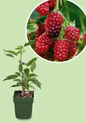 Hofer Bio-Obst-Beerenmix Angebot