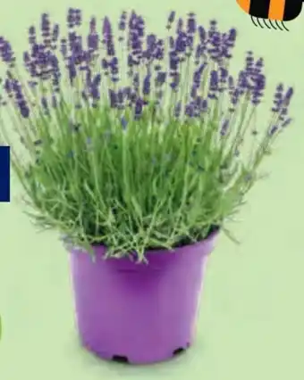 Hofer Lavendel Angebot