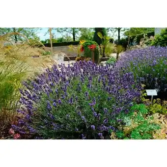 Hagebau Lavendel Angebot