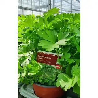 Hagebau Bio-Petersilie Angebot