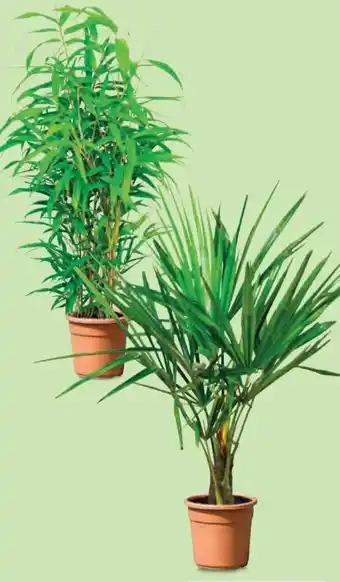 Hofer Palme Angebot